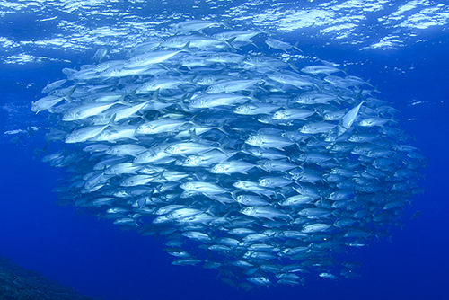 Schwermetallbelastung in Fisch: Worauf es beim Verzehr ankommt